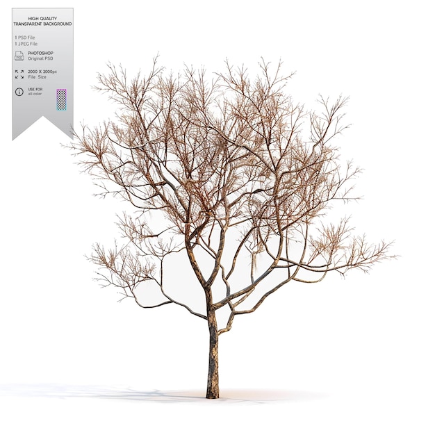 PSD a bare tree with no leaves on transparent background