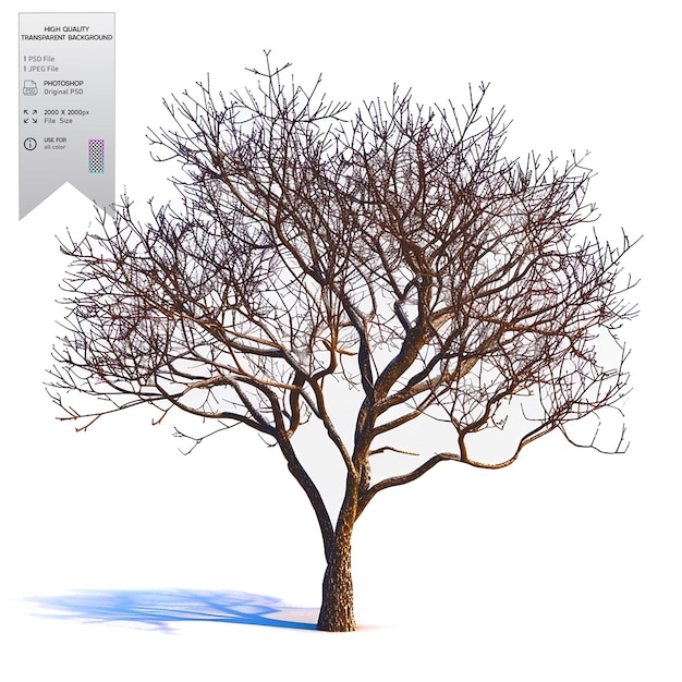 A bare tree with no leaves on transparent background