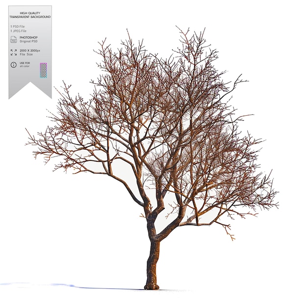 A bare tree with no leaves on transparent background