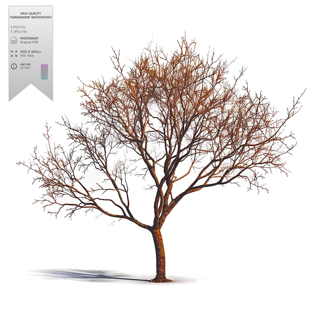 PSD a bare tree with no leaves on transparent background