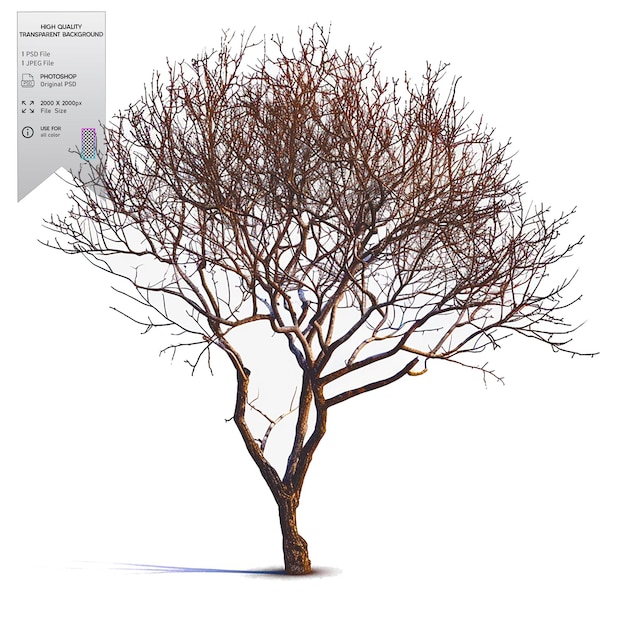 A bare tree with no leaves on transparent background