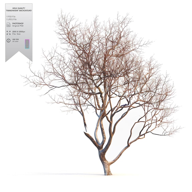 A bare tree with no leaves on transparent background