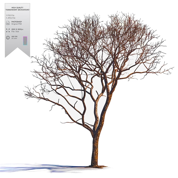 A bare tree with no leaves on transparent background