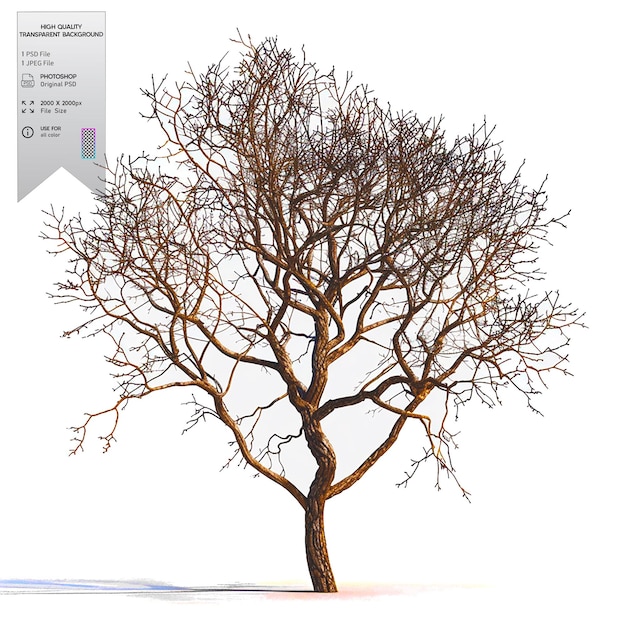 A bare tree with no leaves on transparent background