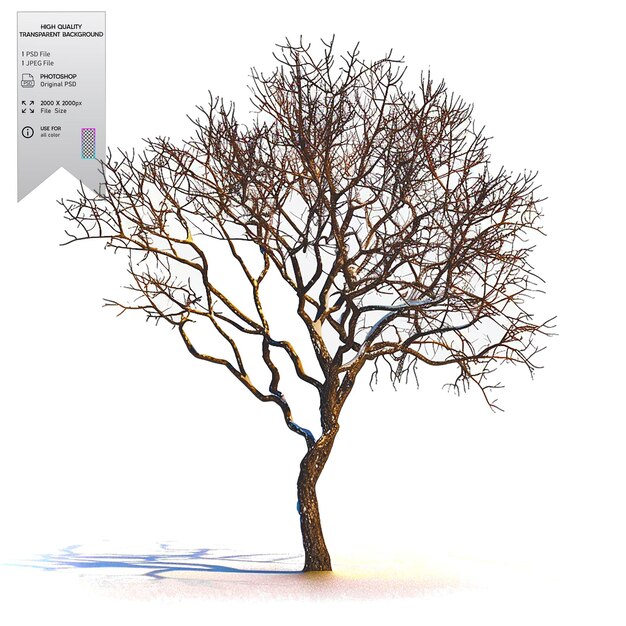 A bare tree with no leaves on transparent background