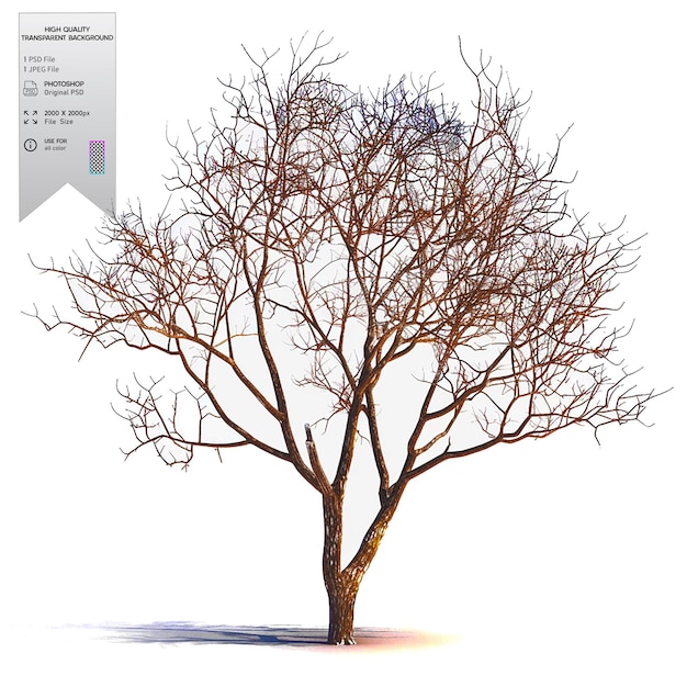 A bare tree with no leaves on transparent background