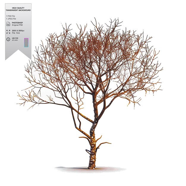 A bare tree with no leaves on transparent background