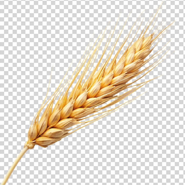 PSD barley ear over isolated on transparent background