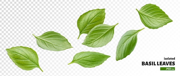 Basil leaves isolated