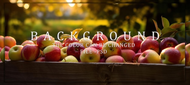 A Basket Full of Freshly Picked Apples