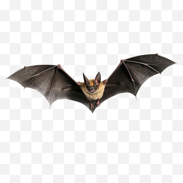 PSD bat isolated on transparent background