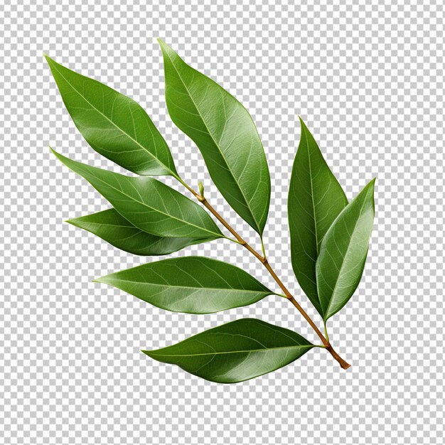 bay leaf isolated on transparent background