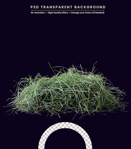 Bean seedlings on a Black background