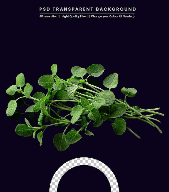 Bean seedlings on a Black background