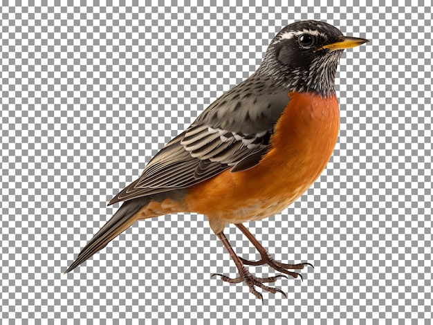 Beautiful American robin on transparent background