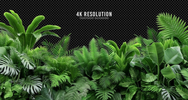 A beautiful arrangement of lush green tropical leaf in transparent background