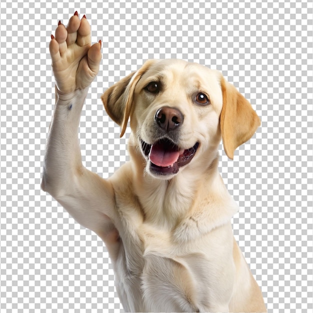 beautiful brown dog isolated on transparent background