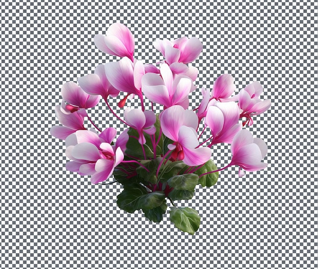 PSD beautiful bunch of cyclamen flowers isolated on transparent background