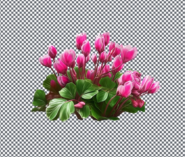 PSD beautiful bunch of cyclamen flowers isolated on transparent background