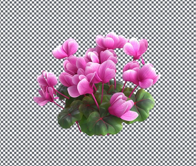 PSD beautiful bunch of cyclamen flowers isolated on transparent background