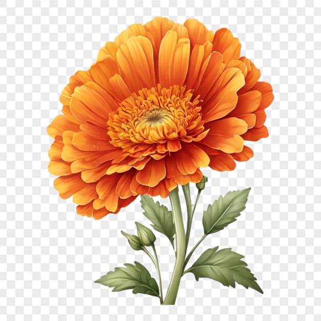 PSD beautiful calendula flower png file