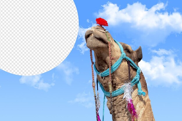 PSD beautiful camel see over the sky png