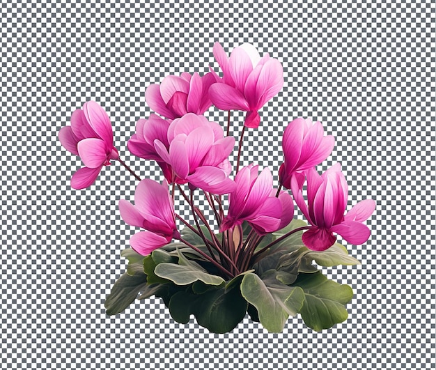 PSD beautiful cyclamens isolated on transparent background