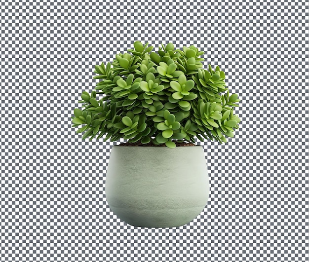 Beautiful decorative Crassula plant isolated on transparent background