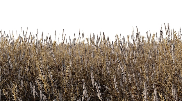 PSD beautiful dry grass field isolated background