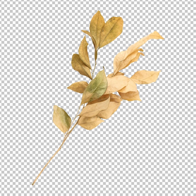 Beautiful dry murraya leaves isolated rendering