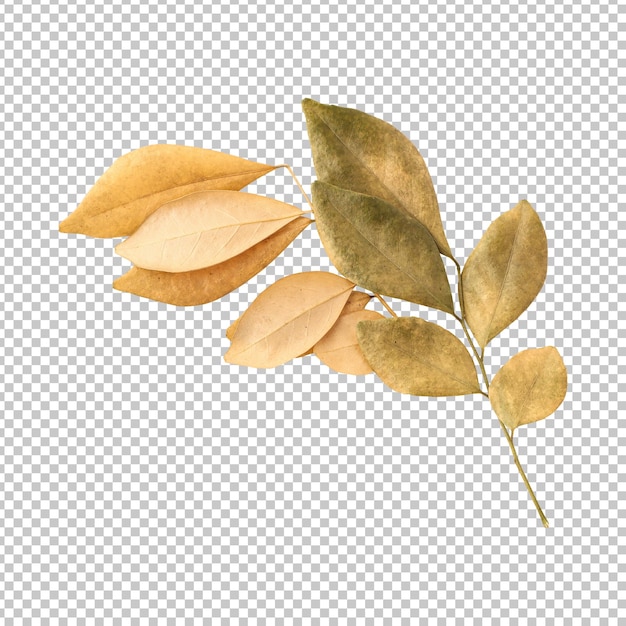 Beautiful dry murraya leaves isolated rendering