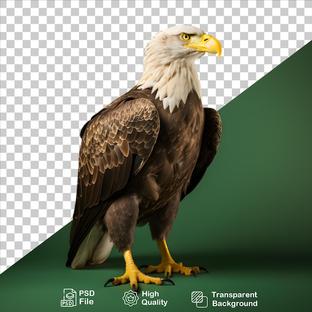 beautiful eagle isolated on transparent background include png file