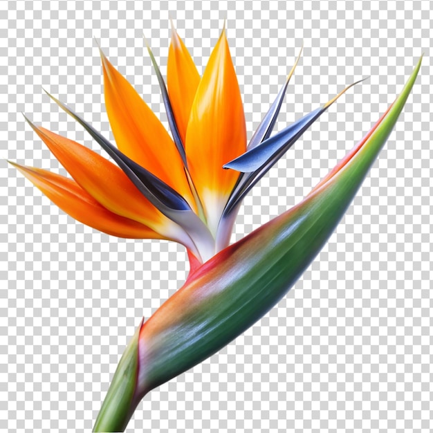 PSD a beautiful flower with a long stem and a vibrant color on transparent background