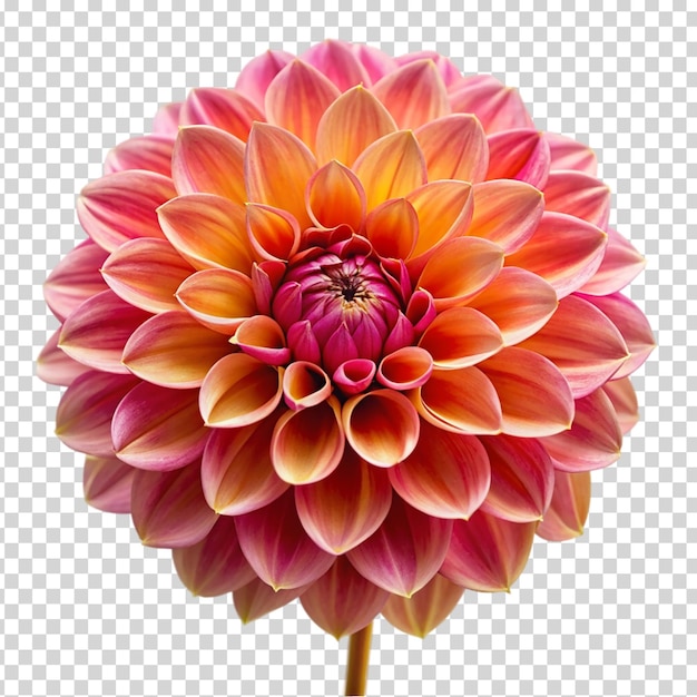 A beautiful flower with a pink and yellow petal on transparent background