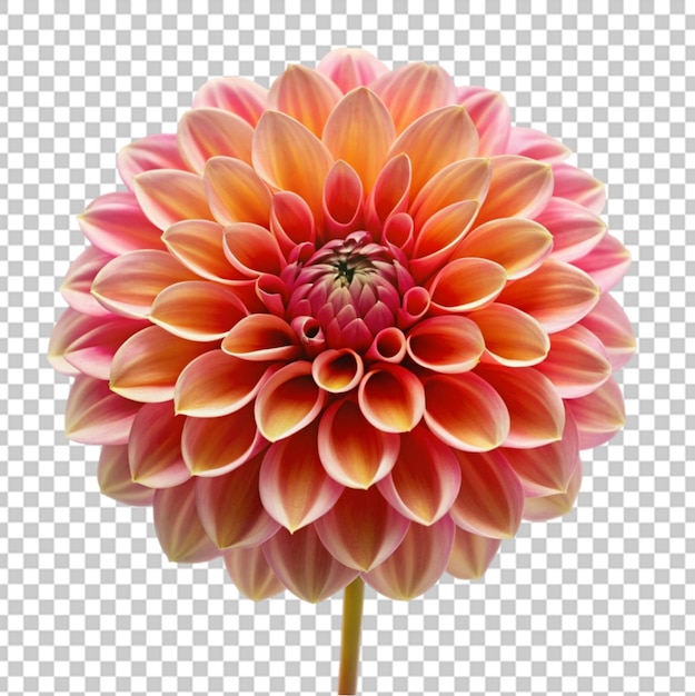 PSD a beautiful flower