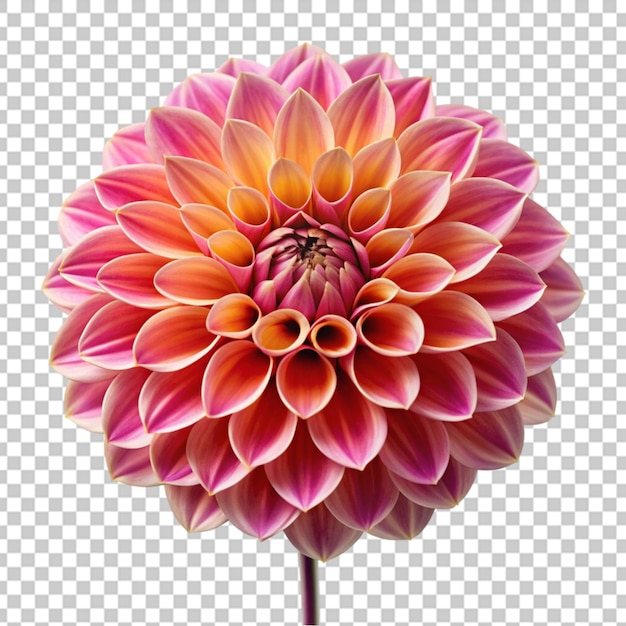 PSD a beautiful flower