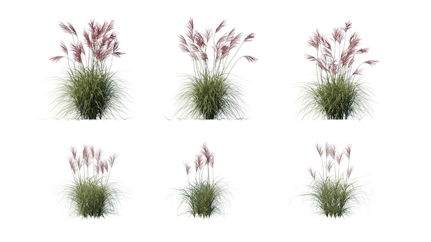 Beautiful flowers and grass for illustration