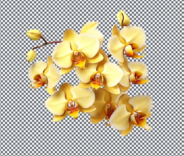 Beautiful Golden Orchid Serenade isolated on transparent background