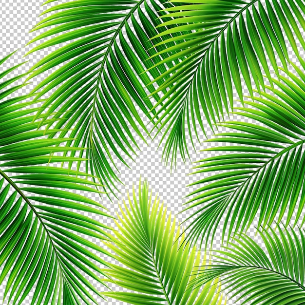 Beautiful green coconut tree leaf design