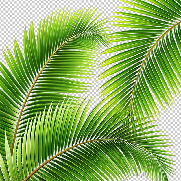 Beautiful green coconut tree leaf design