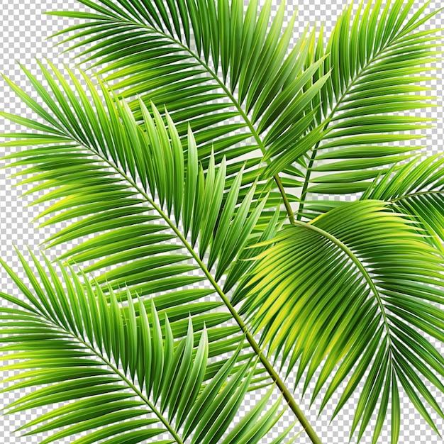 Beautiful green coconut tree leaf design