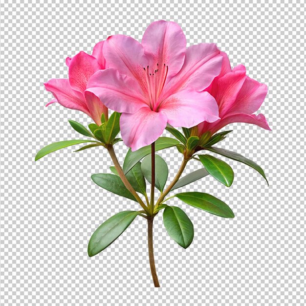 PSD beautiful harming azalea flower on transparent background