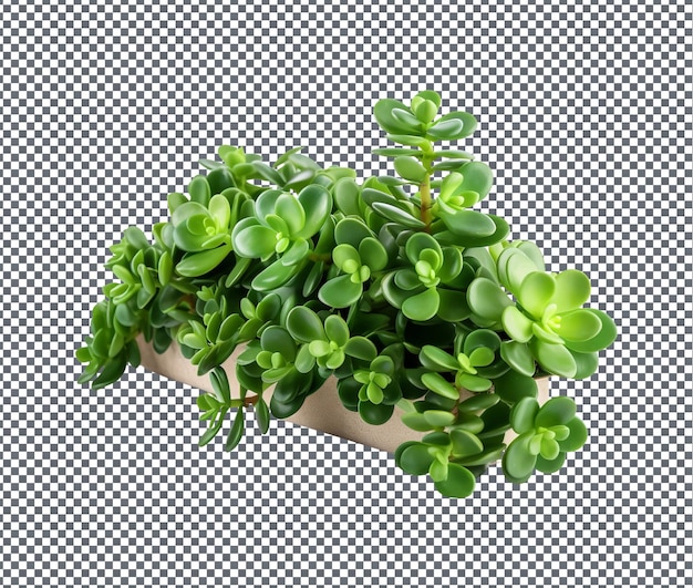 Beautiful Jade Plants isolated on transparent background