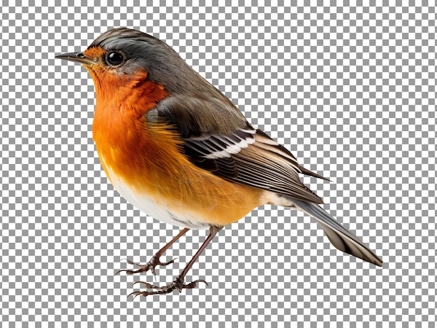 Beautiful japanese robin on transparent background