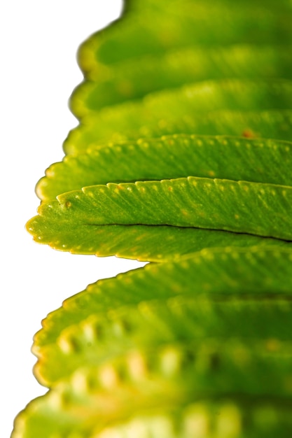 Beautiful leaf macro nature