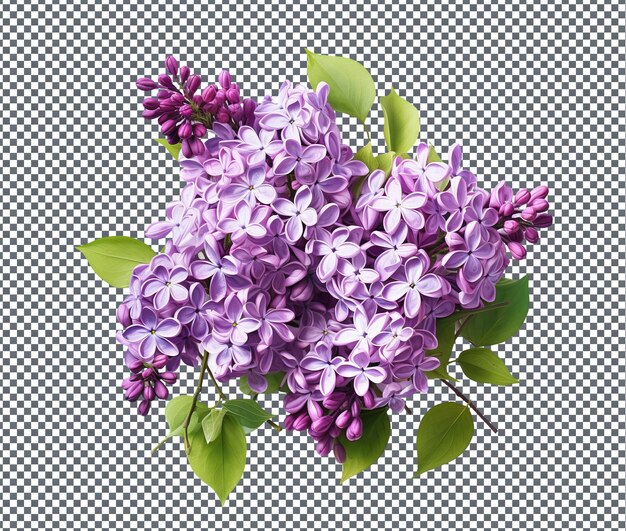 Beautiful Lilacs isolated on transparent background