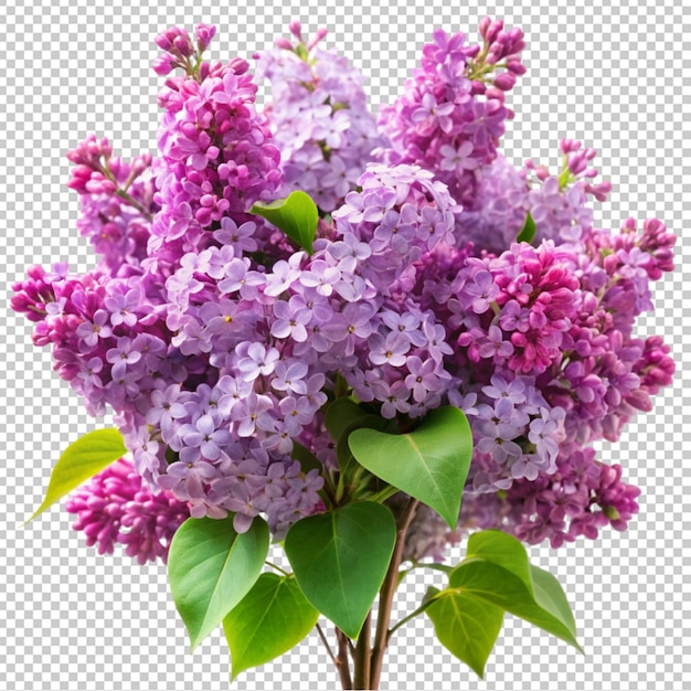 PSD beautiful lilacs