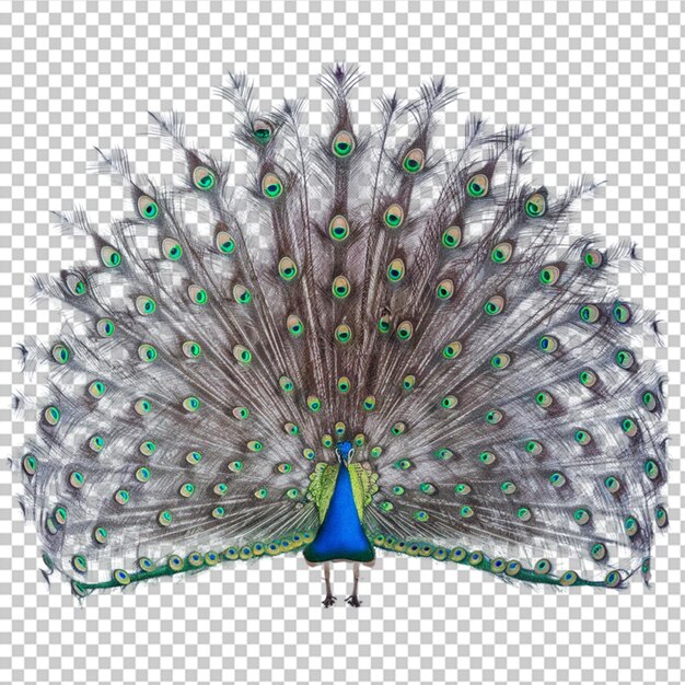 PSD beautiful peacock with tail feathers fanned out isolated on transparent background