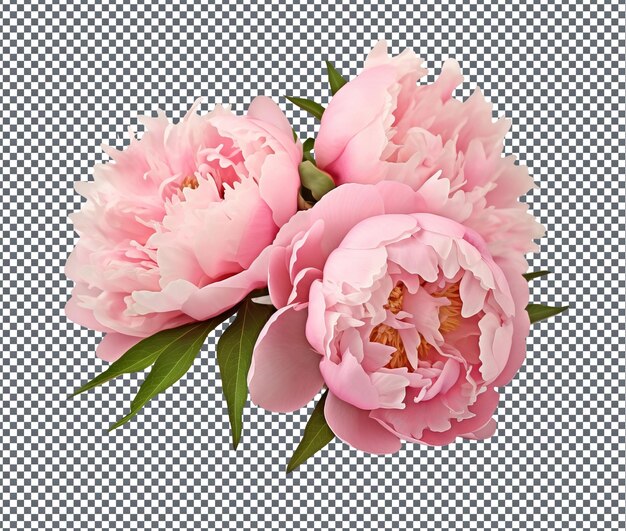 PSD beautiful peony flower isolated on transparent background