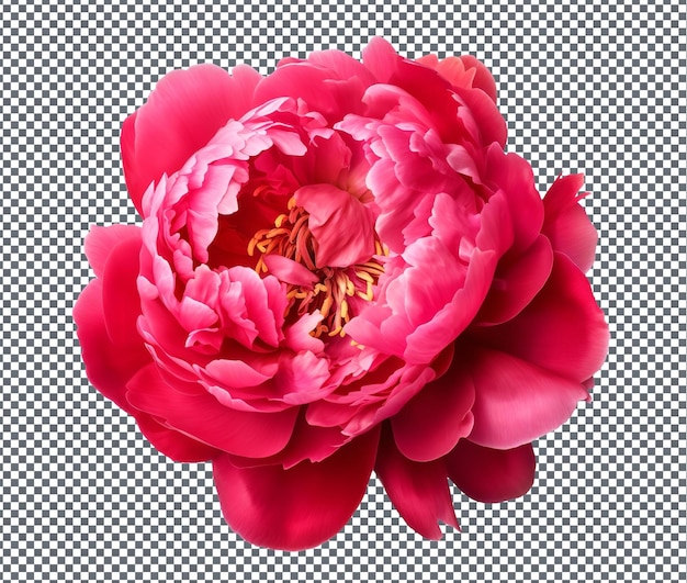 Beautiful Peony Radiance isolated on transparent background